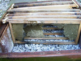 mouse damage to honeycombs