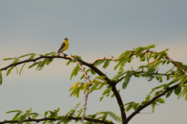 Travel Tirunelveli Nellai Thamirabarani Western Ghats Birds Nature