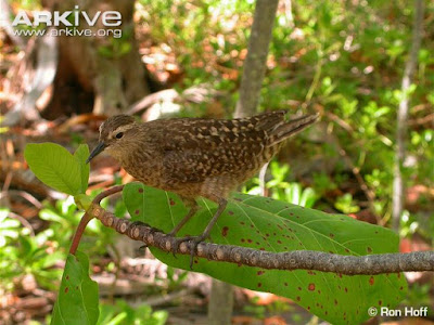 Tumaotu Sandpiper