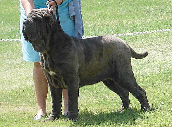 bull massive dog. Blue ull massive dog.