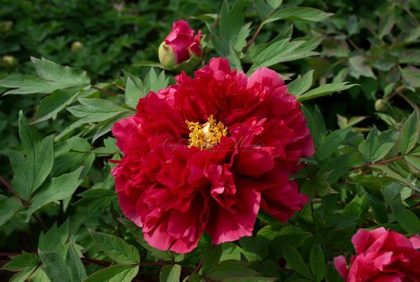 Пион 'Kao' / Пион 'Kaoh' / Пион 'Kaou' (Paeonia 'Kao', Paeonia 'Kaoh', Paeonia 'Kaou', Paeonia 'Kaow')