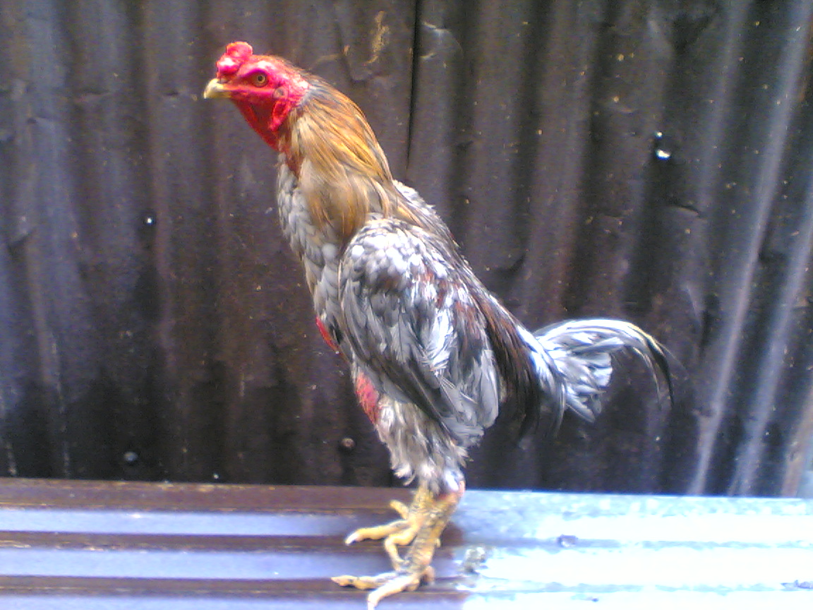 Ayam Batang Kaki: Pembaka Ayam Batang Kaki Kelabu Gusi 