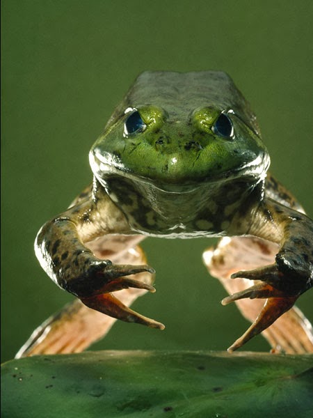 Burrowing Frog HD Images