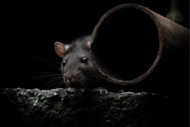 how-to-keep-rats-from-damaging-your-copper-pipes