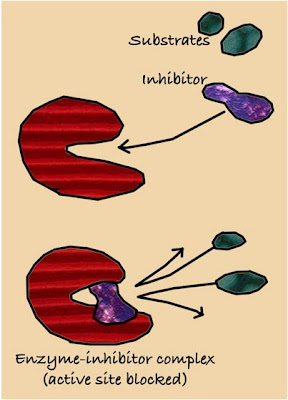 Inhibitor akan menghambat jalannya reaksi enzim. Contoh inhibitor : CO, Arsen, Hg, Sianida