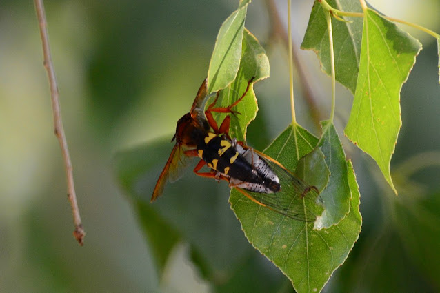 Sphecius speciosus