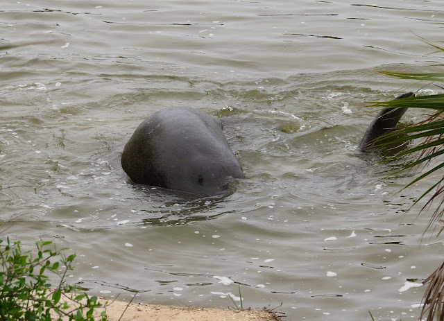 Manatees - Merritt Island, Florida