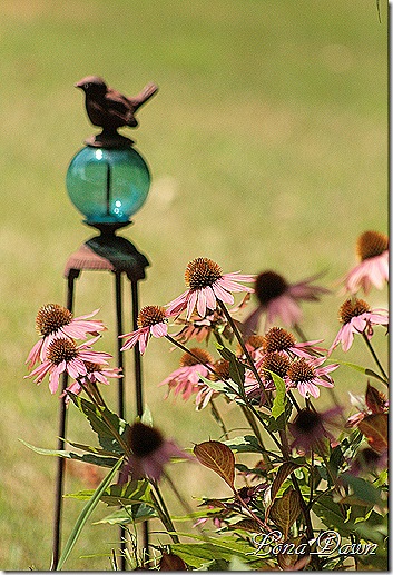 PowWow_WildBerry
