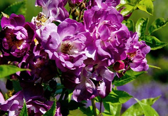 chat-purplerose_edited-1