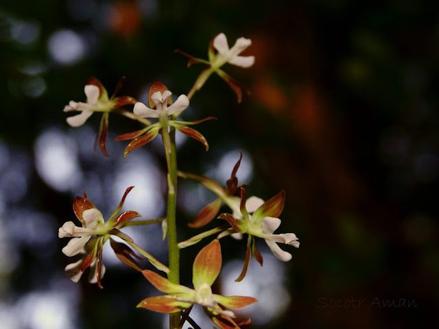 Calanthe discolor