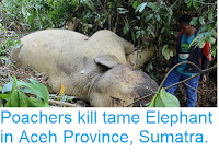 http://sciencythoughts.blogspot.com/2018/06/poachers-kill-tame-elephant-in-aceh.html