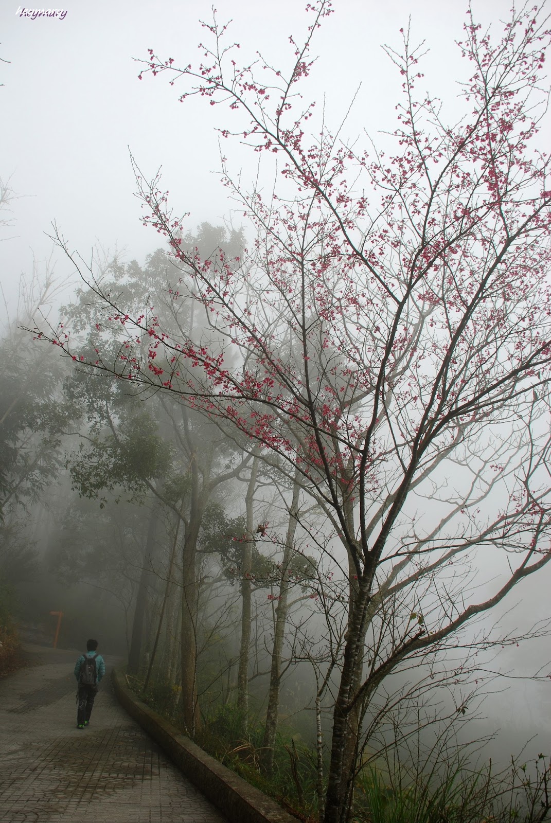 苗栗縣大湖鄉薑麻園