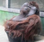 orangutan picture