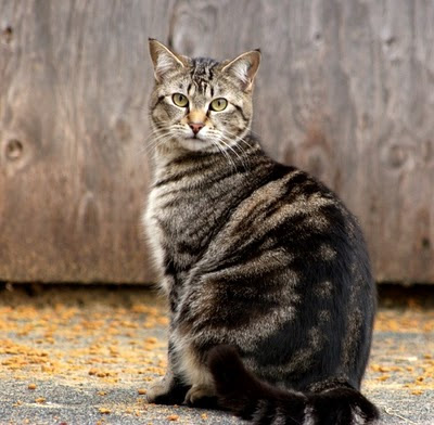 Tabitha, a rescued feral cat, bright and noble, photo