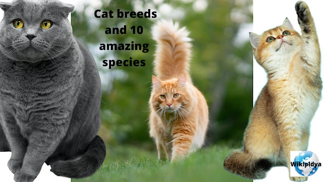 10 Amazing Types of cats, top 10 cat breeds,cat breed,10 most popular cat breeds,expensive cat breeds,most popular cat breeds,top 10 most beautiful cat breeds,rare cat breeds,cat breeds for beginners,cats breeds,top 10 most beautiful cat breeds in the world,best cat breeds for indoors,best cat breeds for first time owners,best cat breeds for cuddling,cutest cat breeds,rarest cat breeds,feline breeds,breeds of cats
