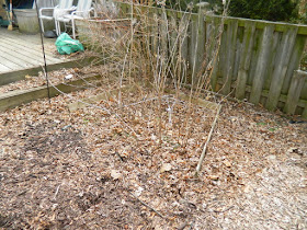 Toronto Gardening Company Davisville Mount Pleasant East Spring Backyard Garden Cleanup Before by Paul Jung Gardening Services