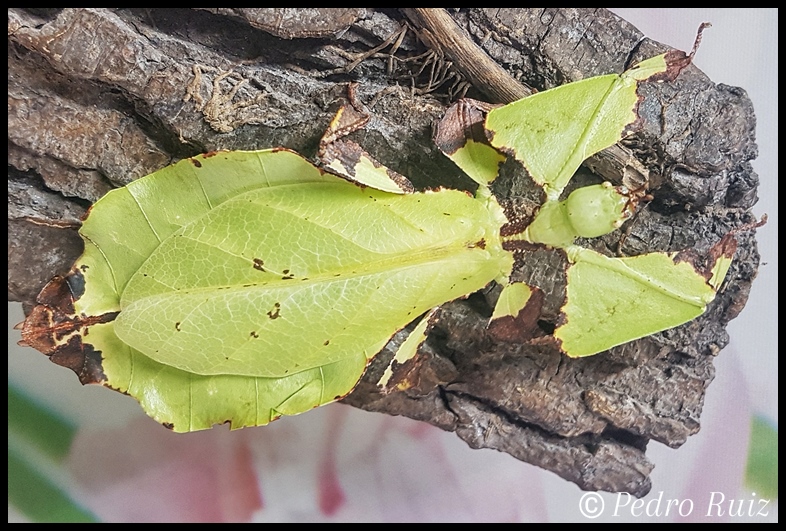 Hembra adulta de Pulchriphyllium giganteum, 10 cm de longitud