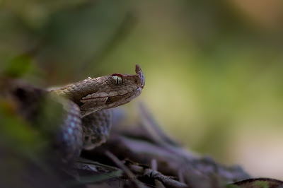 Nose-horned Viper (Vipera ammodytes) HERPING ATHENS