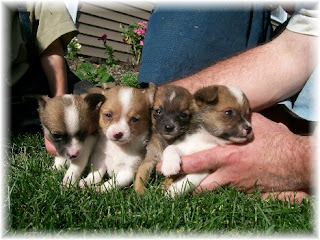 Chihuahua Puppy Picture