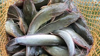 cara sukses bisnis ikan lele