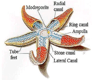 Filum Echinodermata: Ciri - Ciri Umum Echinodermata