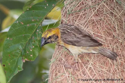 Baya Weaver Nesting