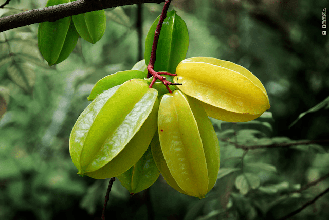 manfaat-belimbing-untuk-ibu-hamil