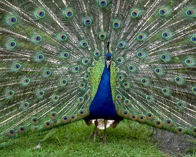 Beautiful Indian Peacock HD Wallpaper Free