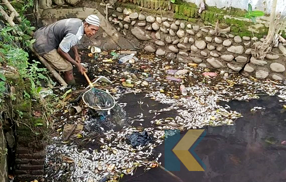 ribuan-ikan-mendadak-mati-di-sungai-pekalongan