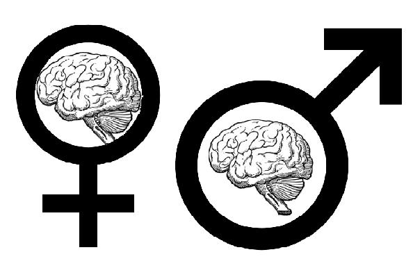  the notion that brains of maletofemale transexuals are feminized and 