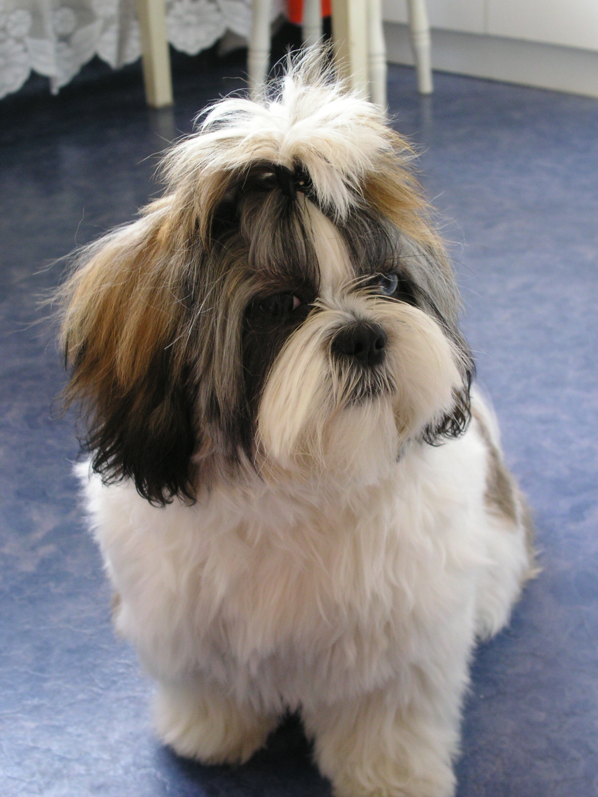 Anjing Shih Tzu AdrianoizE