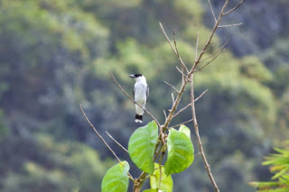 Black-crowned Tityra perched at the top of a tree