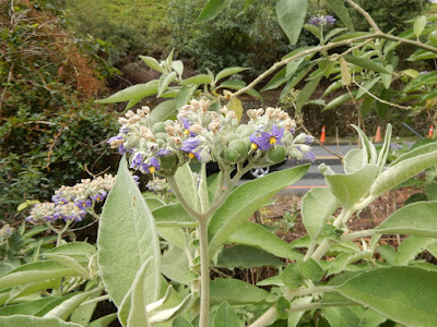 野煙樹的花序