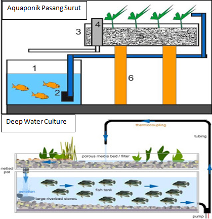 Ayo Bertani Mandiri: Cara Mudah Membuat Aquaponik Di Rumah