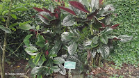 Lacquered pepper - Waimea Valley, Oahu, HI