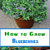 How to Grow Blueberries