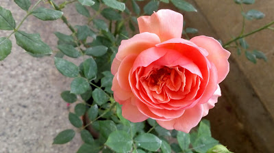 david asutin boscobel rose young coral flowers - close up