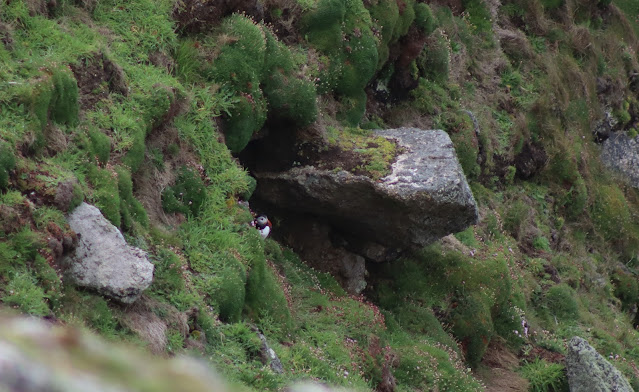 Puffin in burrow, Lundy