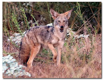 coyote pics