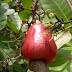 Under the cashew tree. 