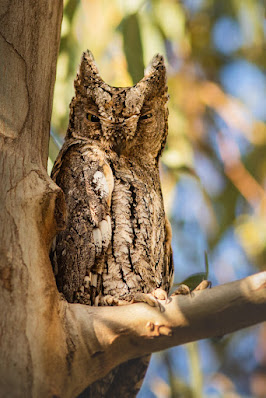 scops-owl