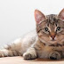 Possible Novel Cure for Cat Allergy?