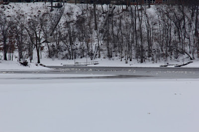winter swans at Hudson on the St. Croix