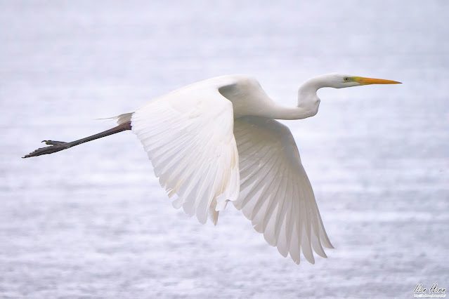 White Heron in Flight