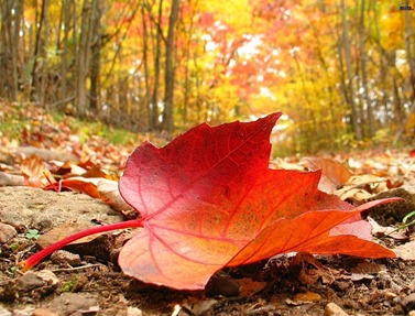 hoja-de-otoño-1024x768
