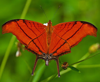 Ruddy Daggerwing