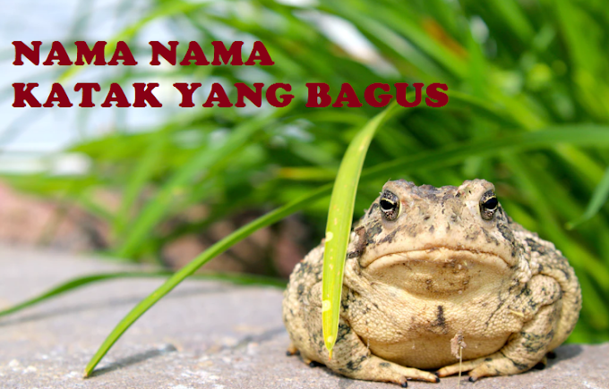 98 Nama Kodok / Katak Hias Peliharaan Yang Bagus Keren Cantik Lengkap sama Artinya