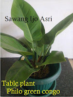 table plant