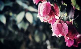 Bougainvillea USDA Zone 9