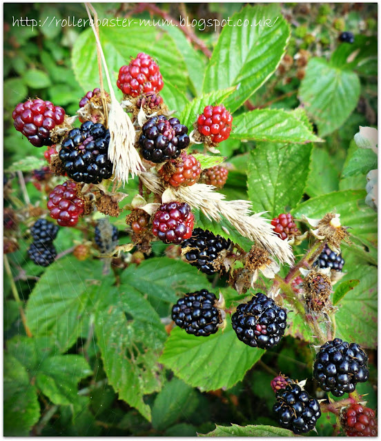 Blackberry picking